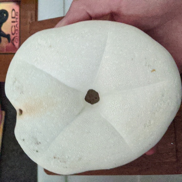 Giant Sand Dollar - from #floridakeys #sanddollar #beach - Picture 2 of 3
